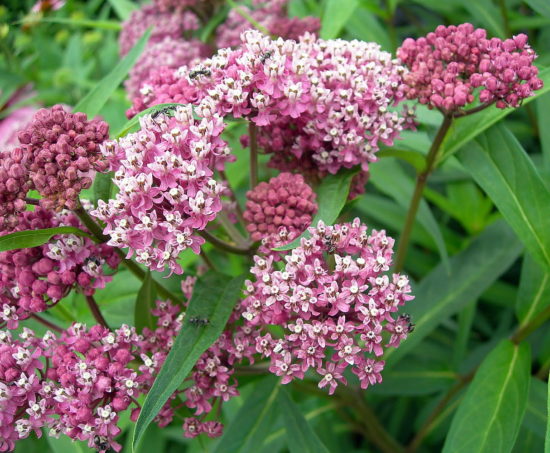 Swamp Milkweed (Asclepias incarnata)